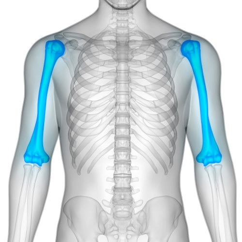 Indication: Humerus